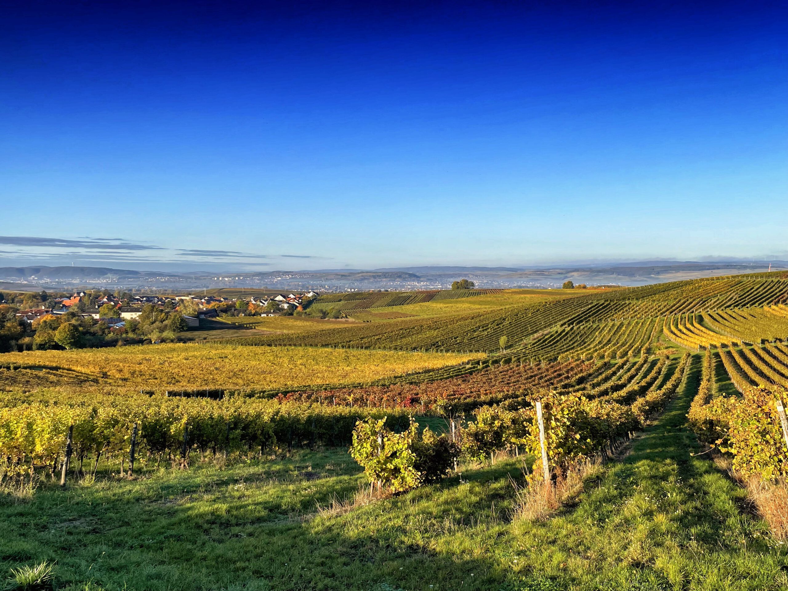 Die Weinernte 2024