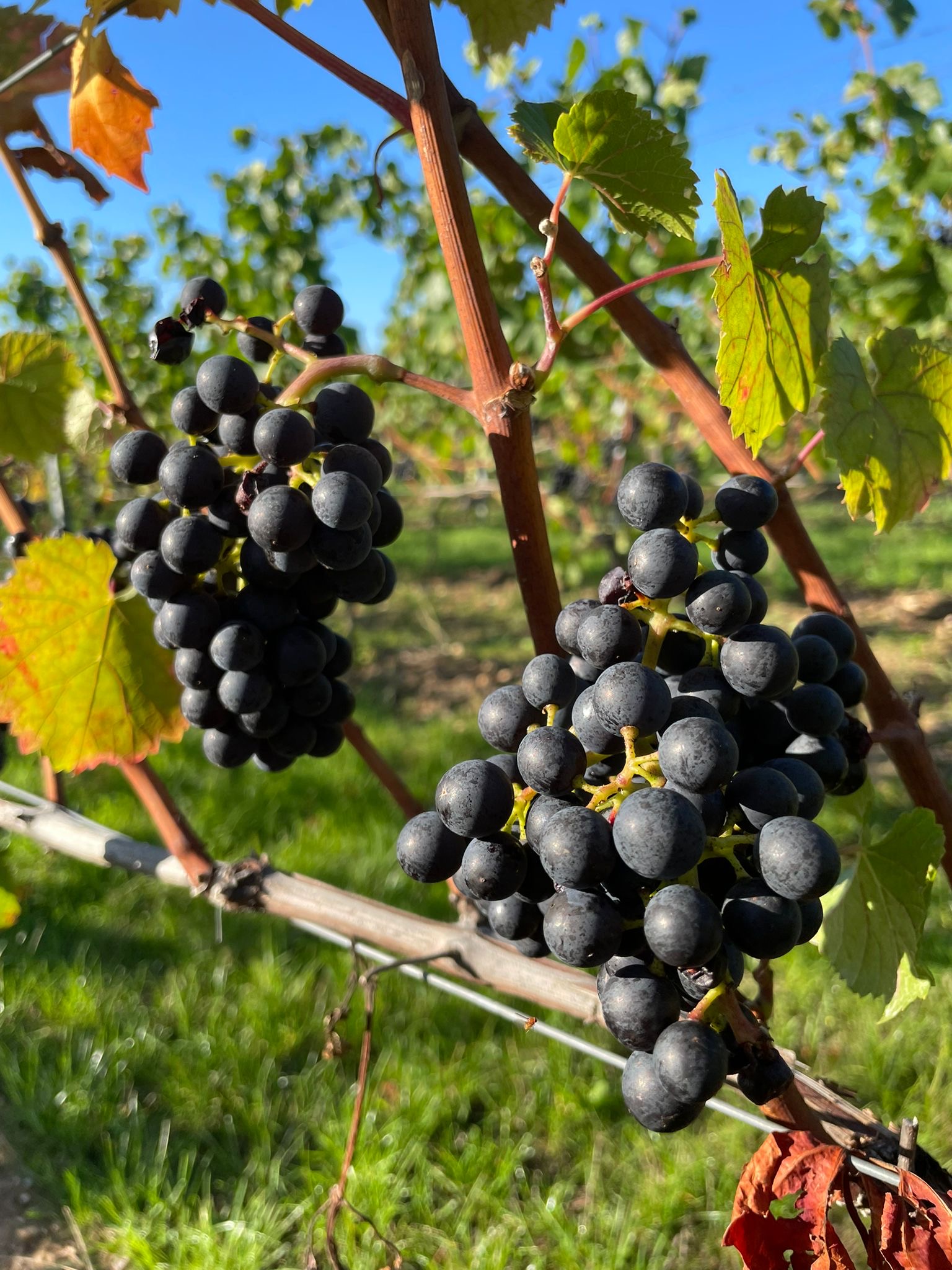 Herbstzeit – Erntezeit