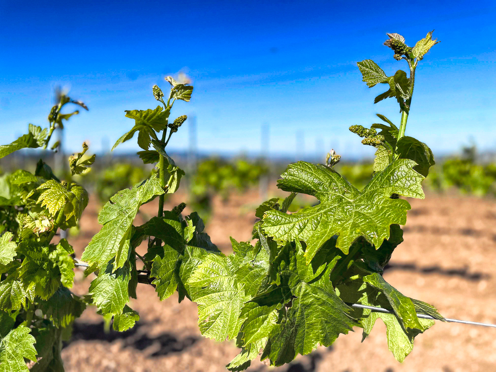 Bevor der Weinberg erwacht
